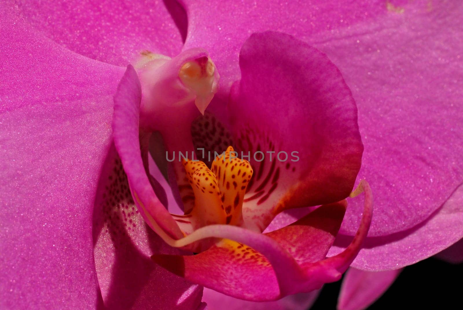 Wild orchid
