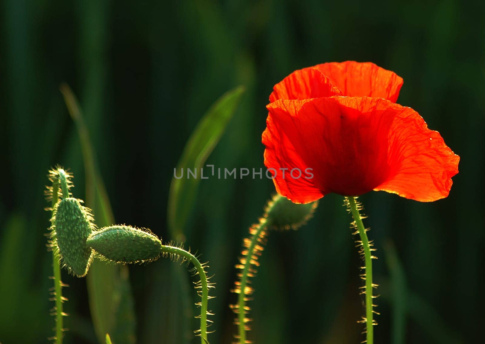 The great richness of our lives are the small rays of sunshine that fall on our path every day---------With this picture I wish our Pete (travel freak) all the best for his birthday and send a flower from Mecklenburg / Vorpo