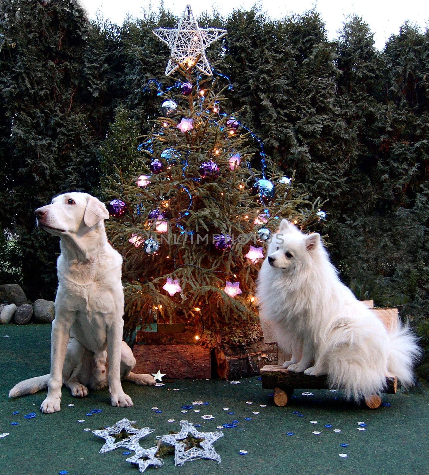 Animals also have the right to have a nice party.