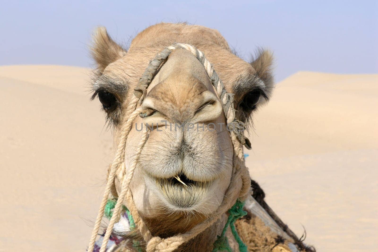Camel with toothpick