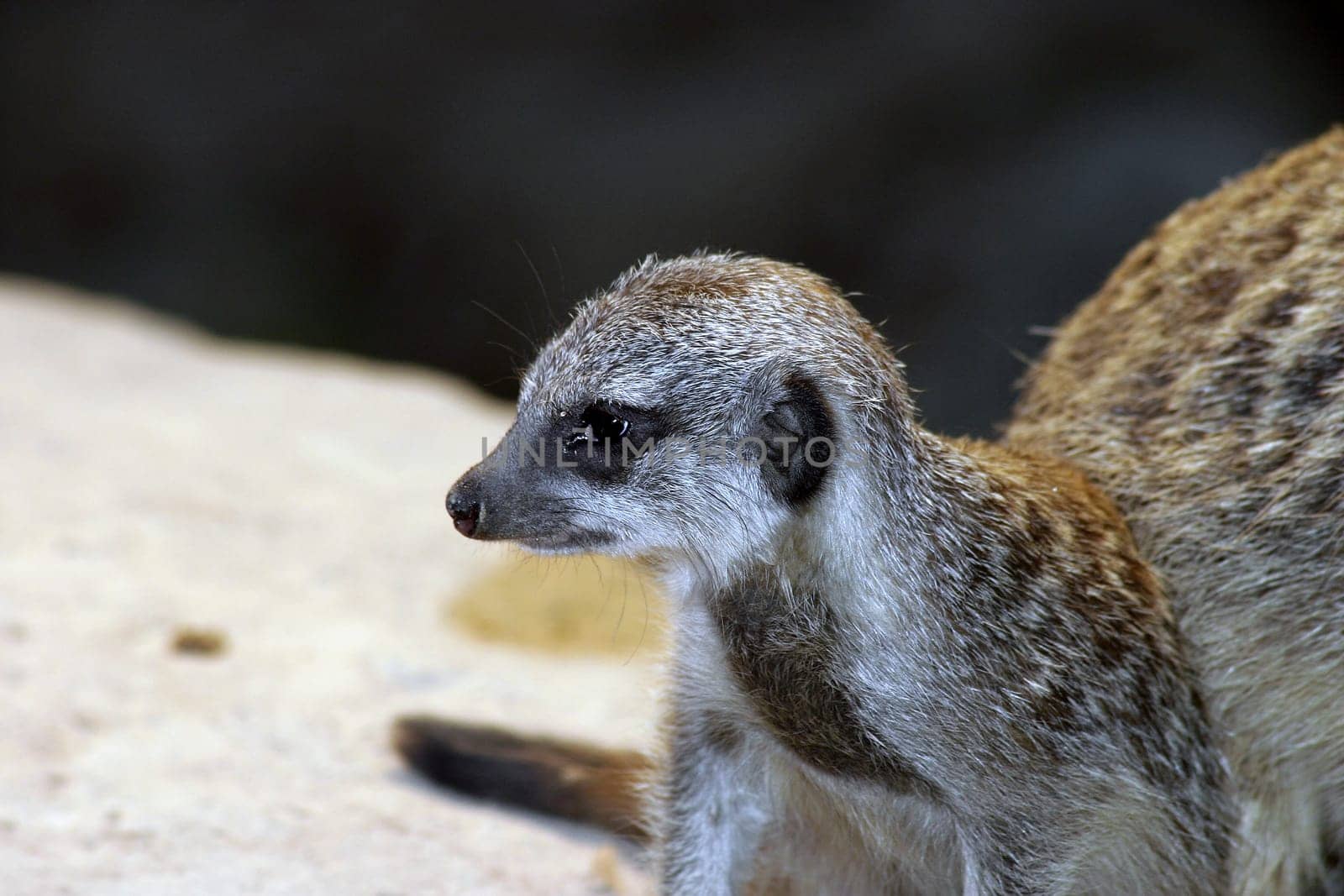 Baby meerkat
