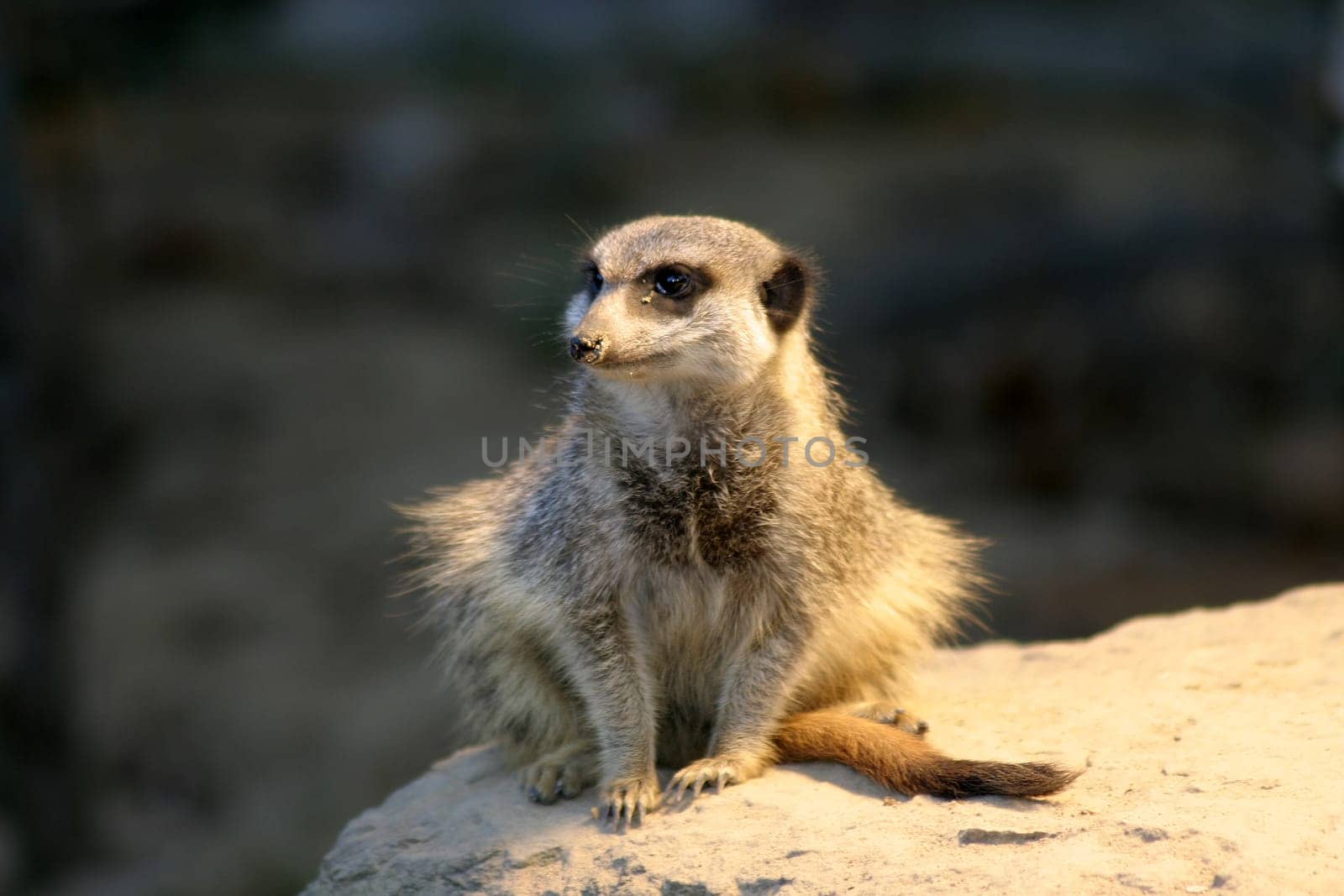 As very sociable animals,meerkats live in colonies of up to thirty individuals. A family unit consists of a dominant couple and their offspring,but several family groups can live together peacefully in a colony. Together