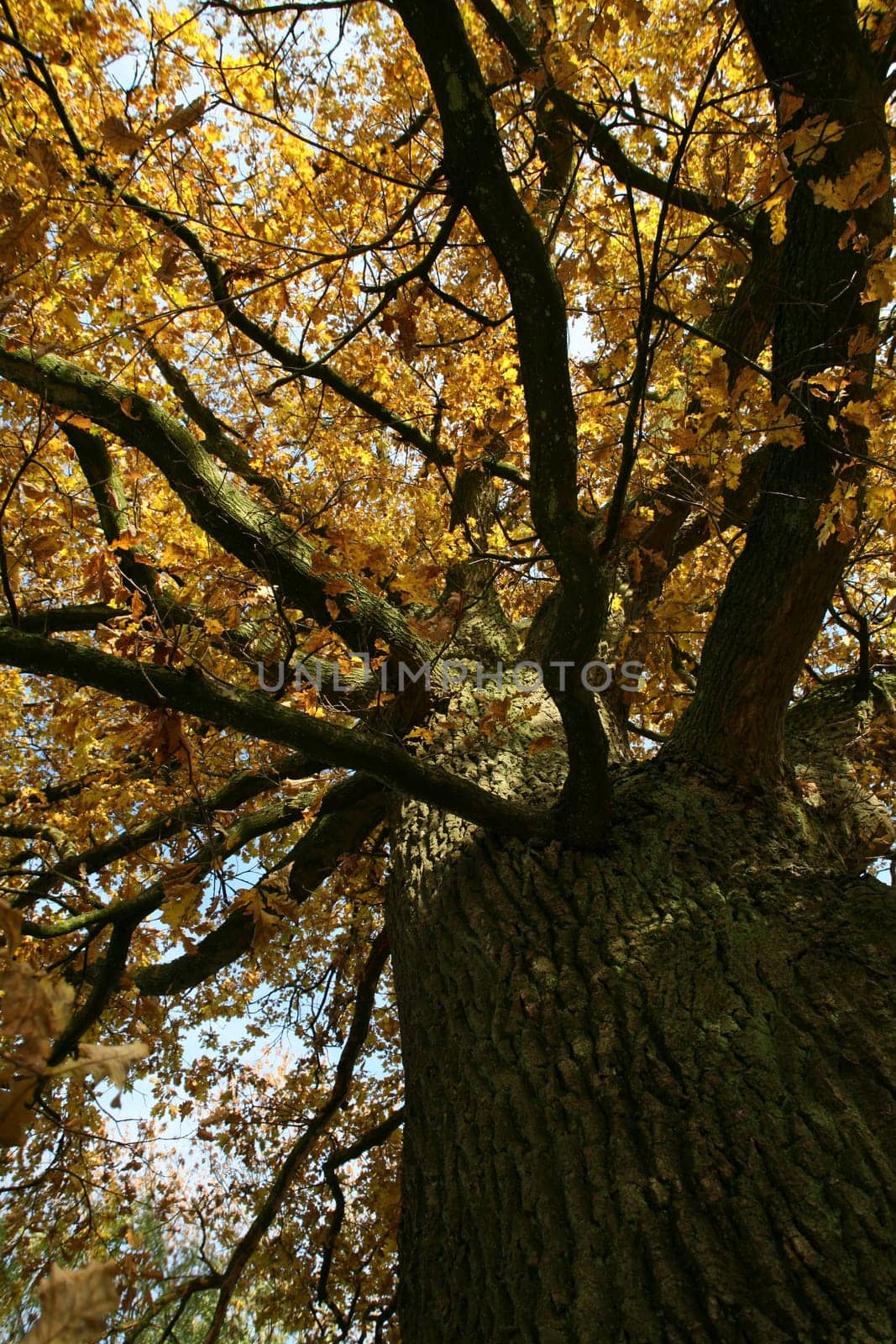 Old pedunculate oak in autumnal dress