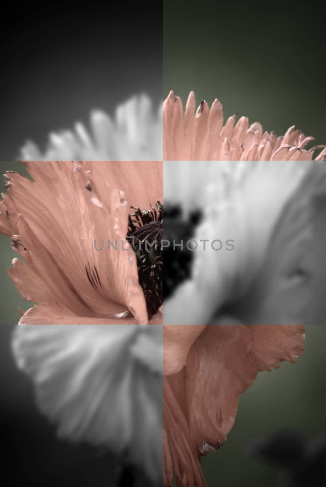 Poppy Postcard II