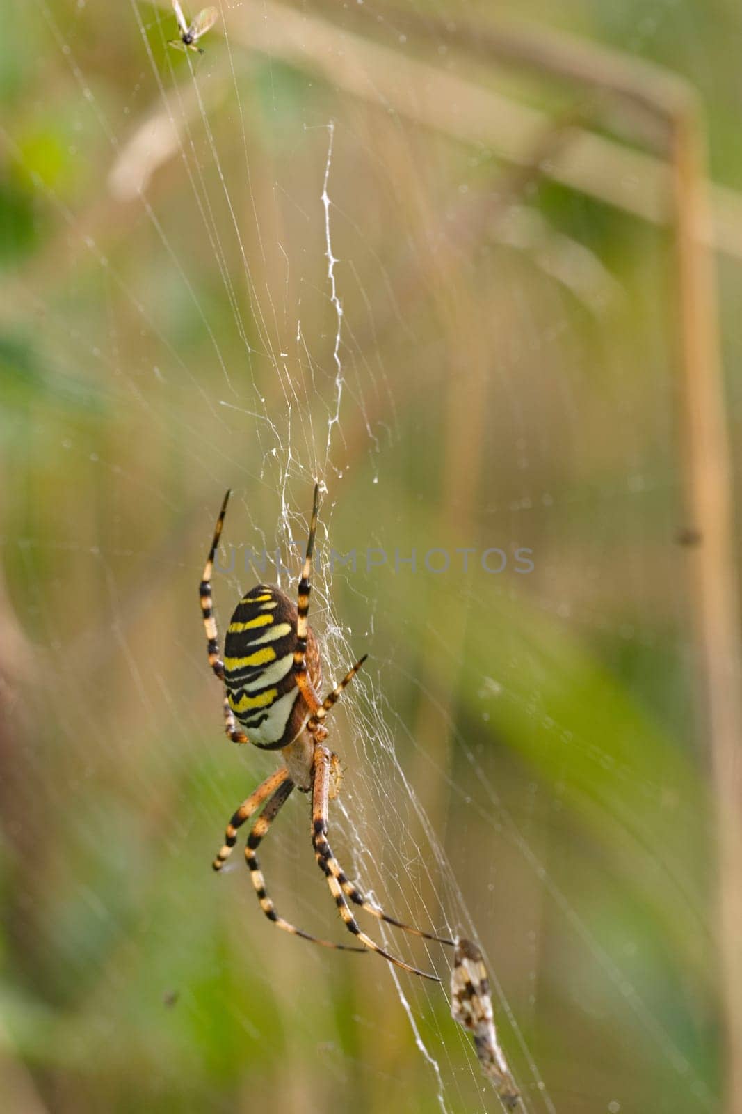 Wasp spider zebra spider
