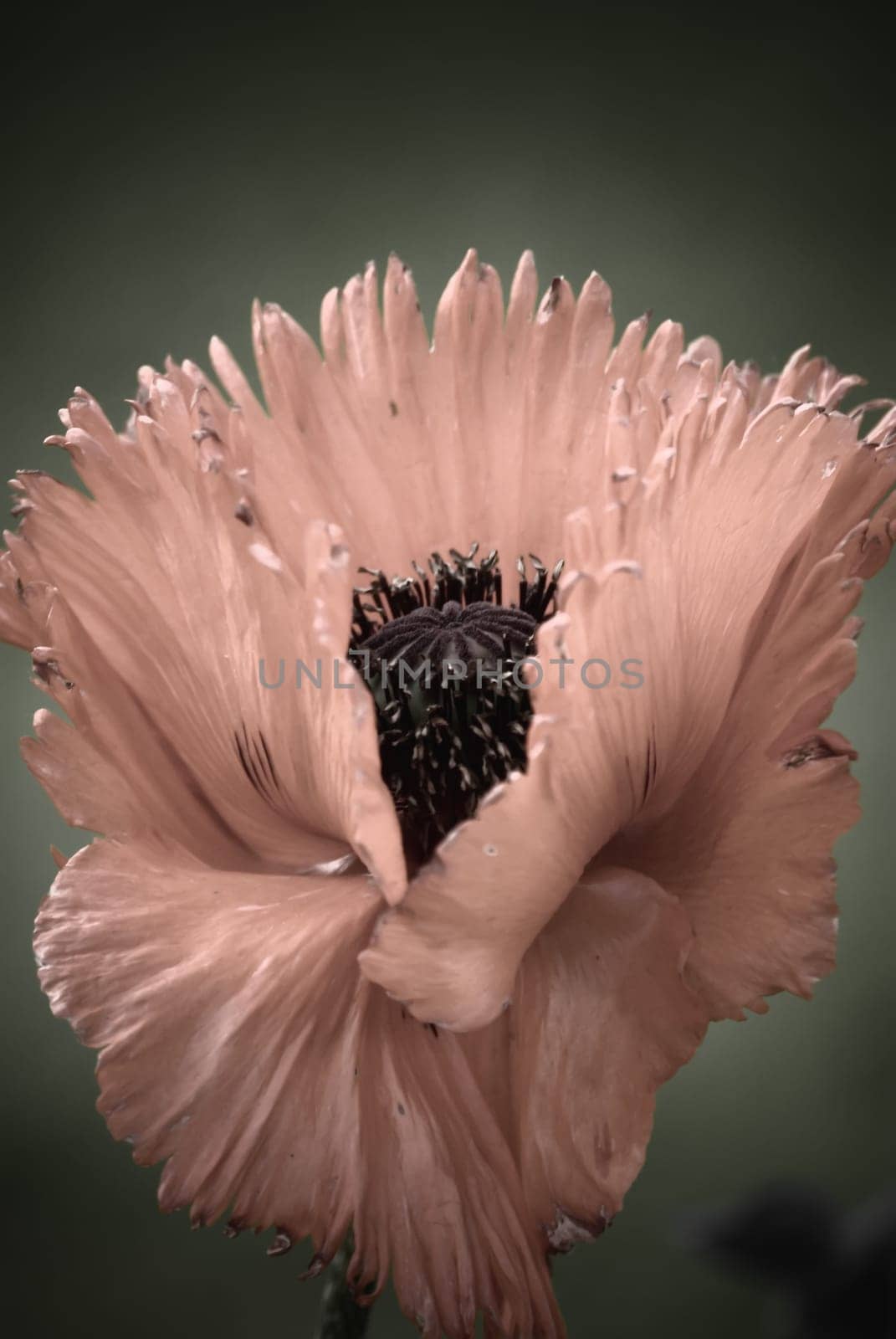 Poppy Postcard
