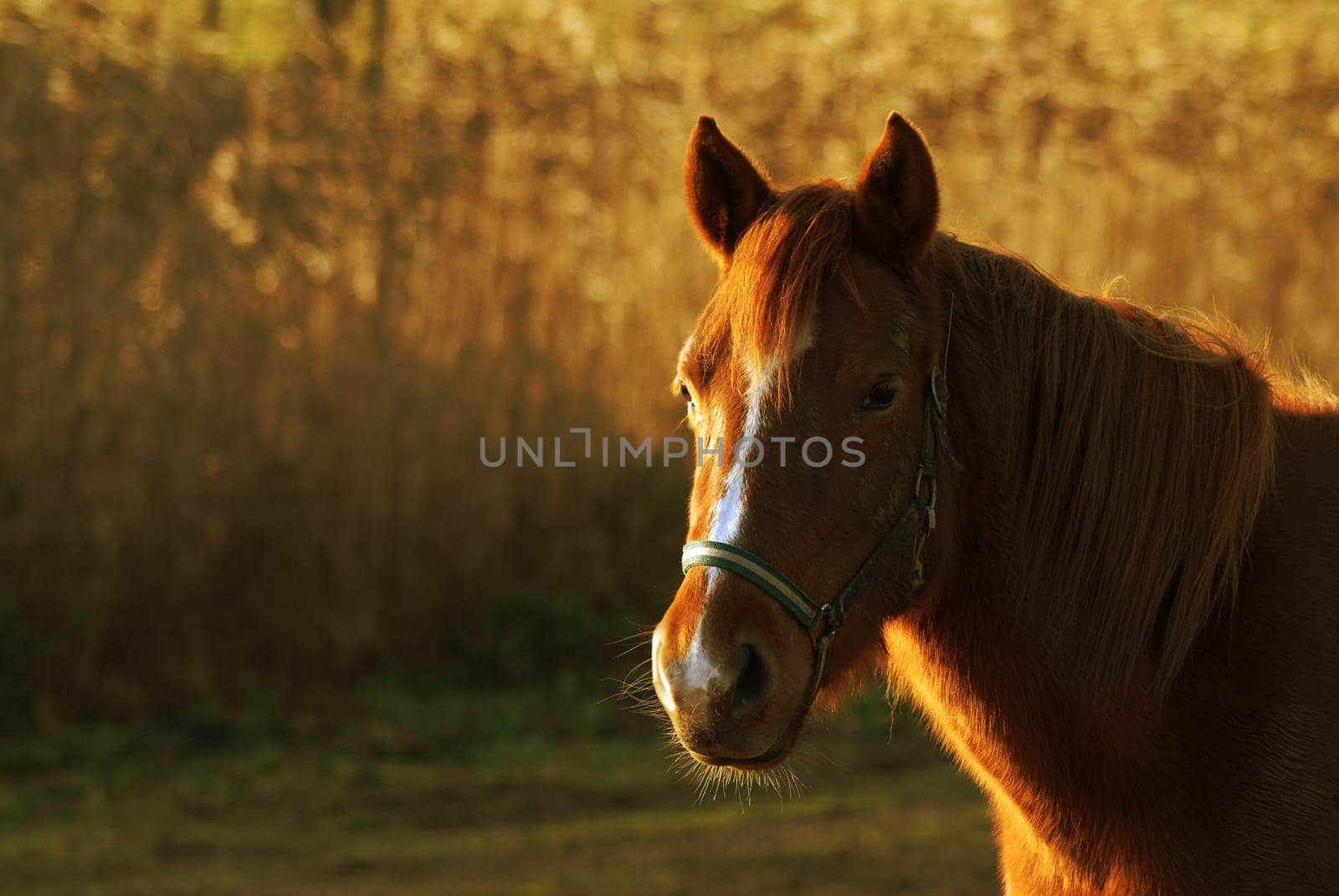 In addition to beautiful moods,the darker season also brings very long shadows. Personally,the right half of the horse is a bit too dark for me. Maybe someone has a tip on how I can brighten them up without spoiling the mood.....