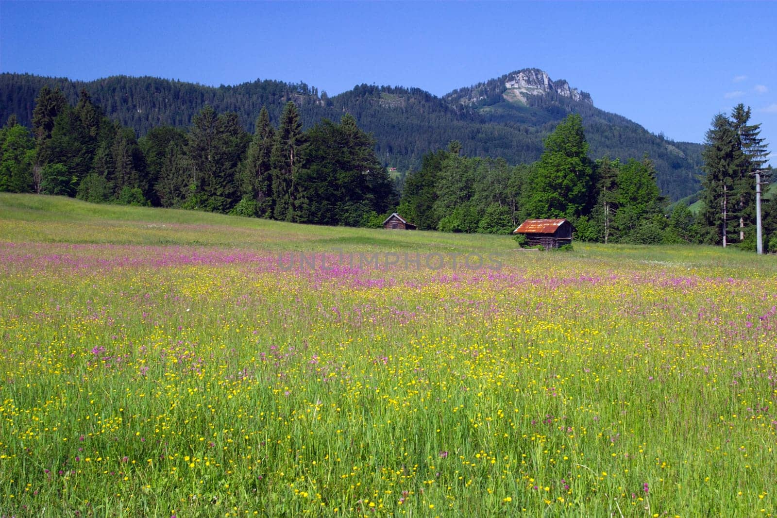 Mountain meadow with cuckoo carnations