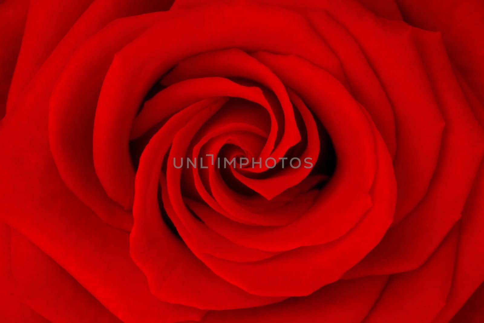 Rose no