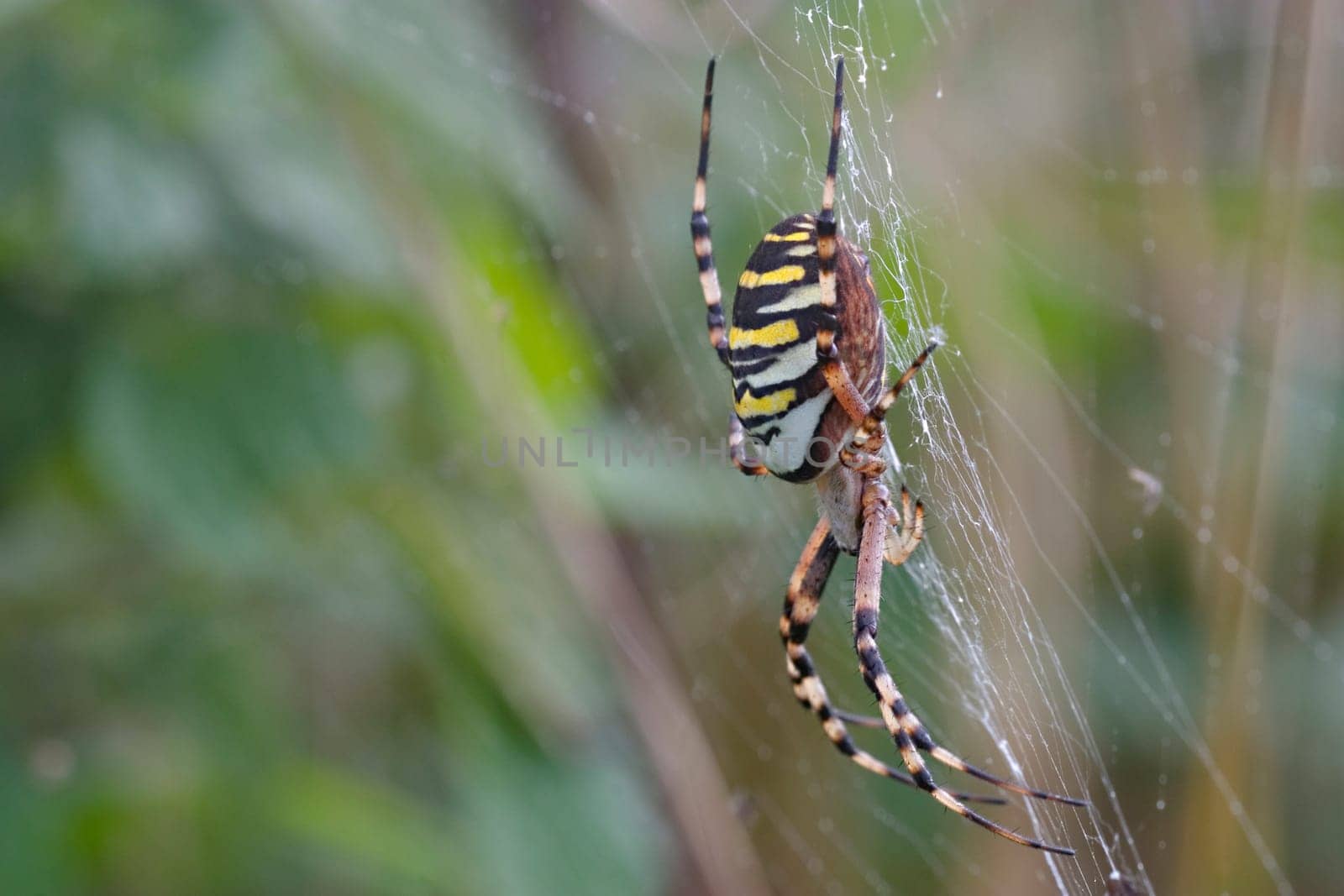 Wasp spider zebra spider