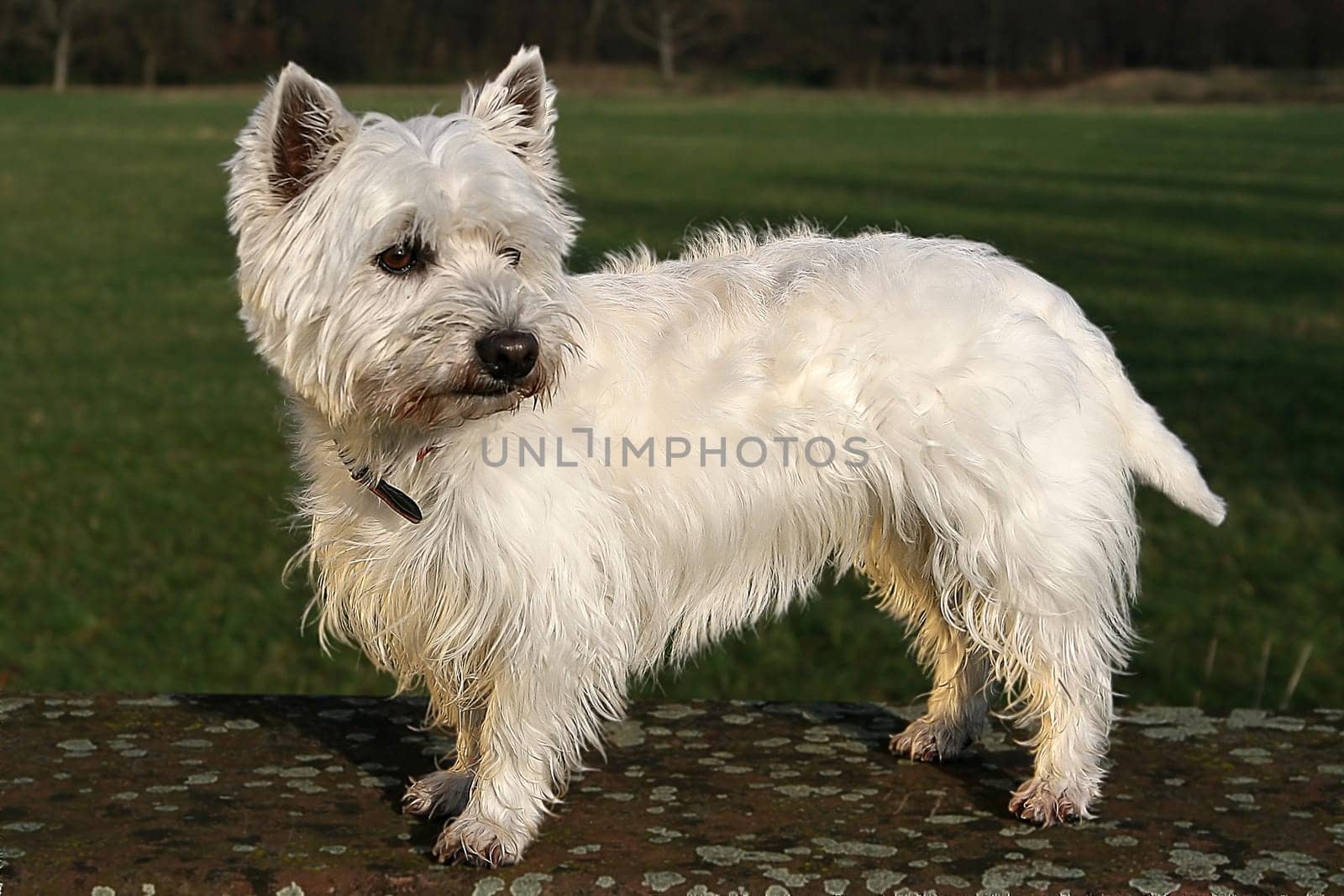 Westie in the park on little walls