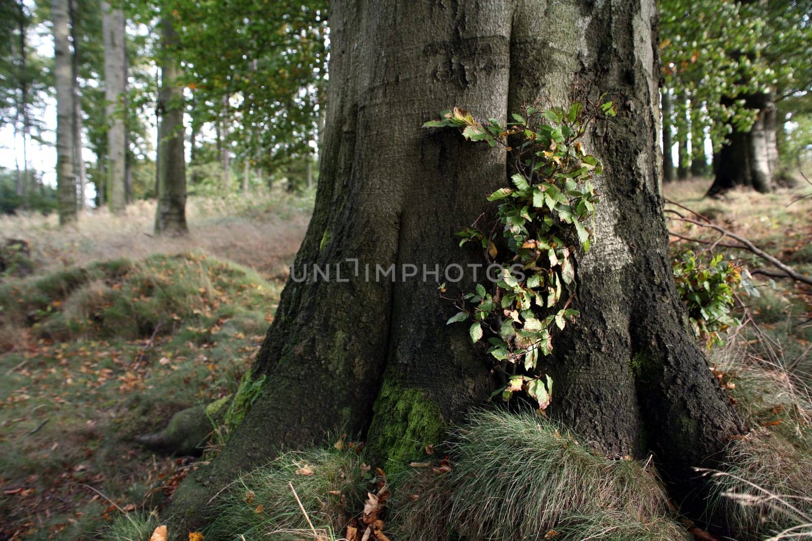 Beech forest