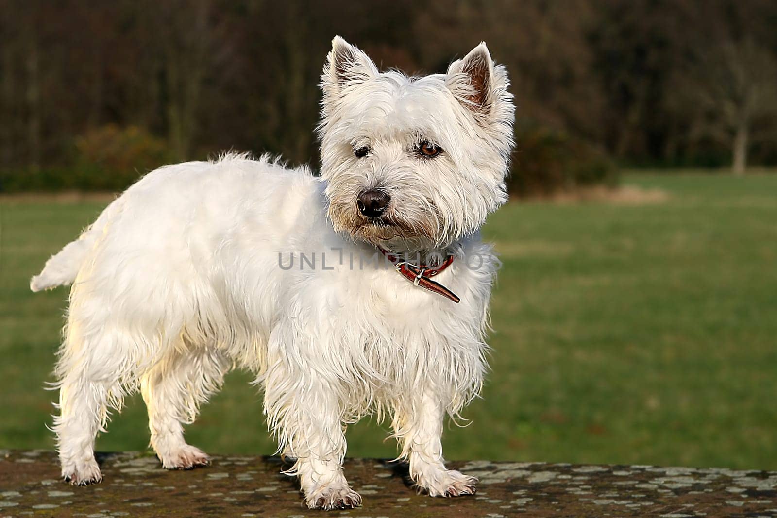Westie in the Park on Walls,No.2