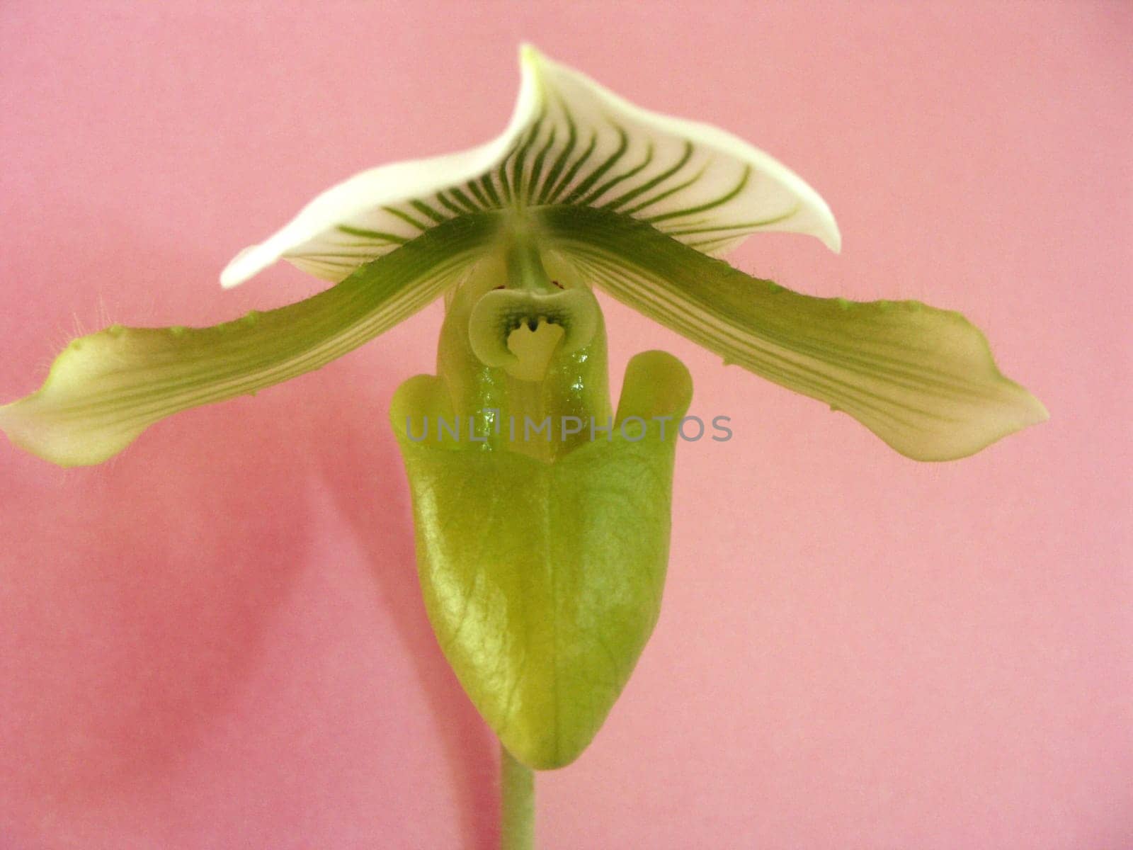 Lady's Slipper orchid,Orchidaceae