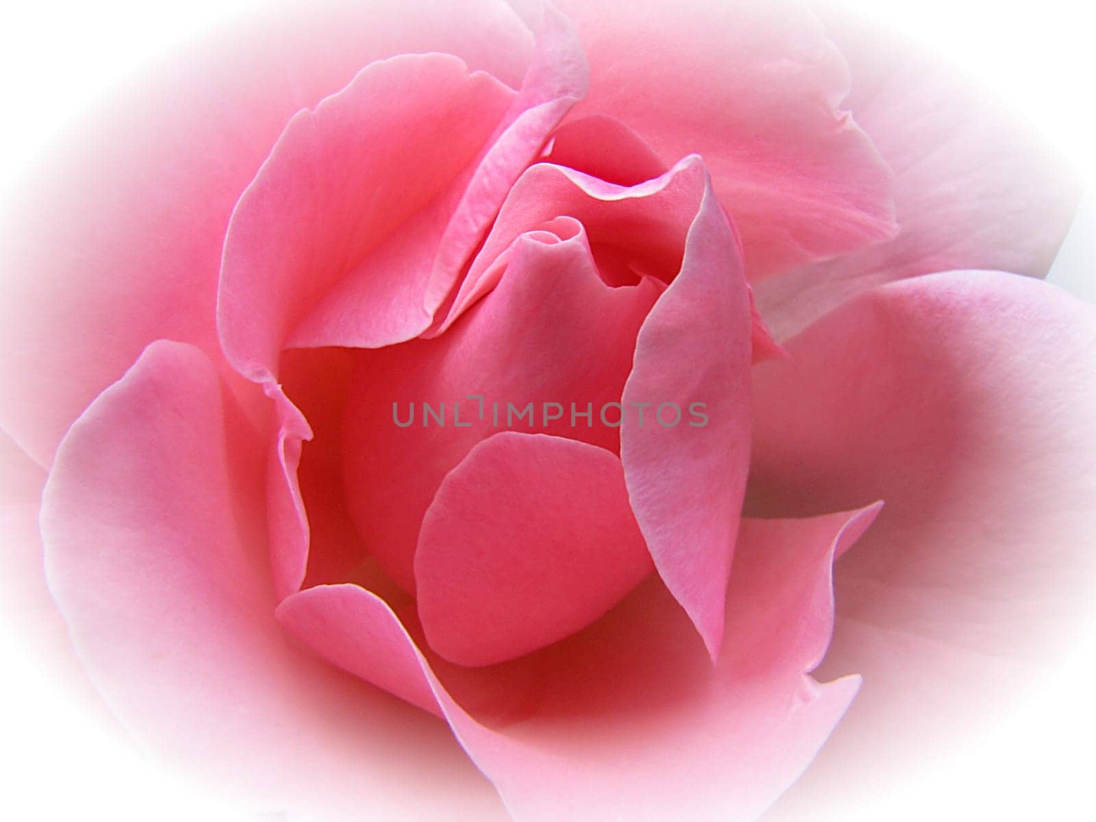 It's great that you're back,dear Tom.  It's not a pink bow,but maybe the rose will delight you too.