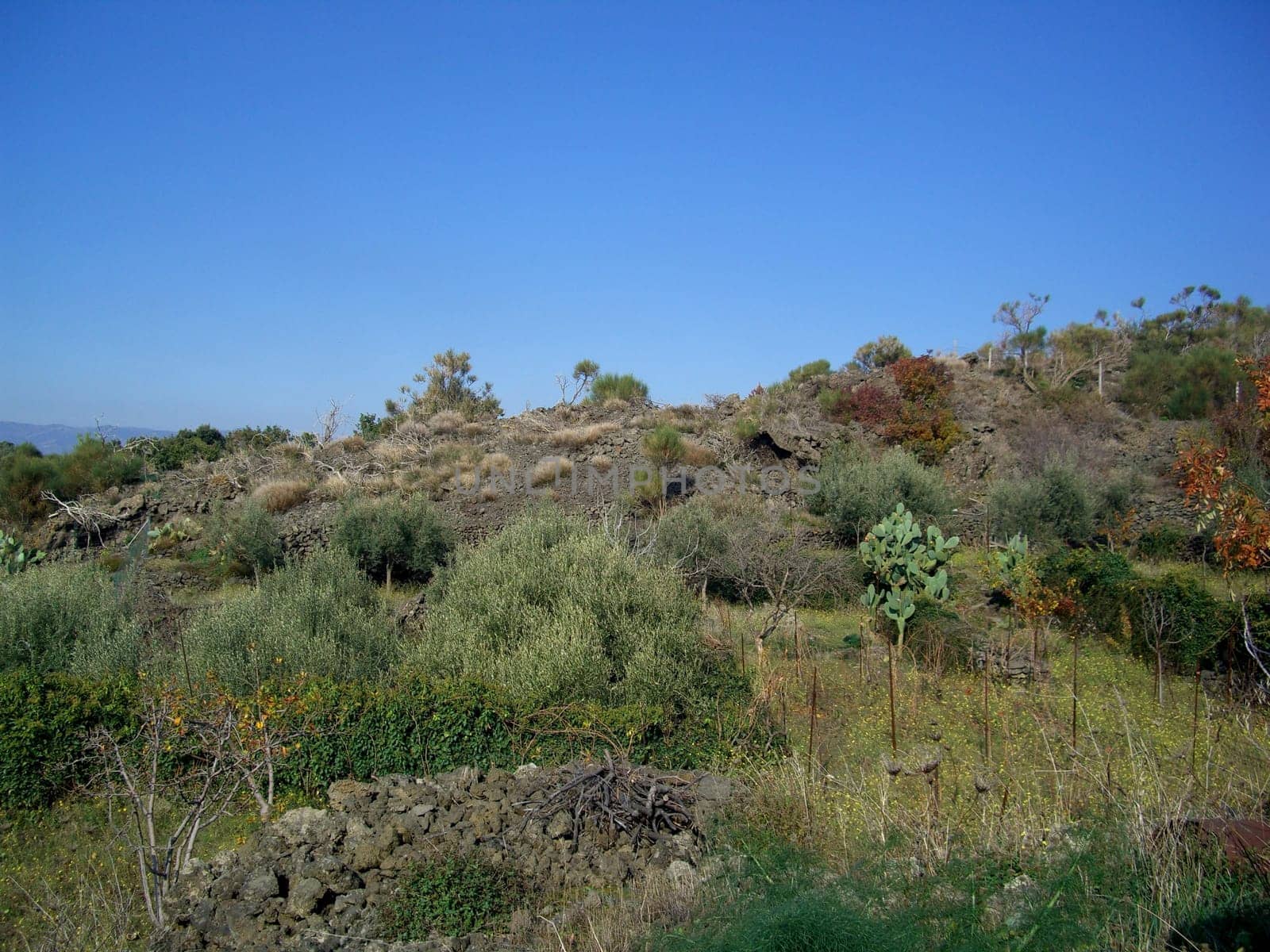 Vineyards in Sicily
