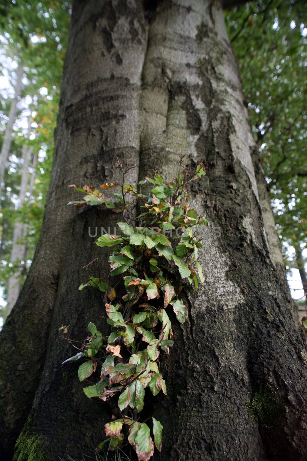 Common beech