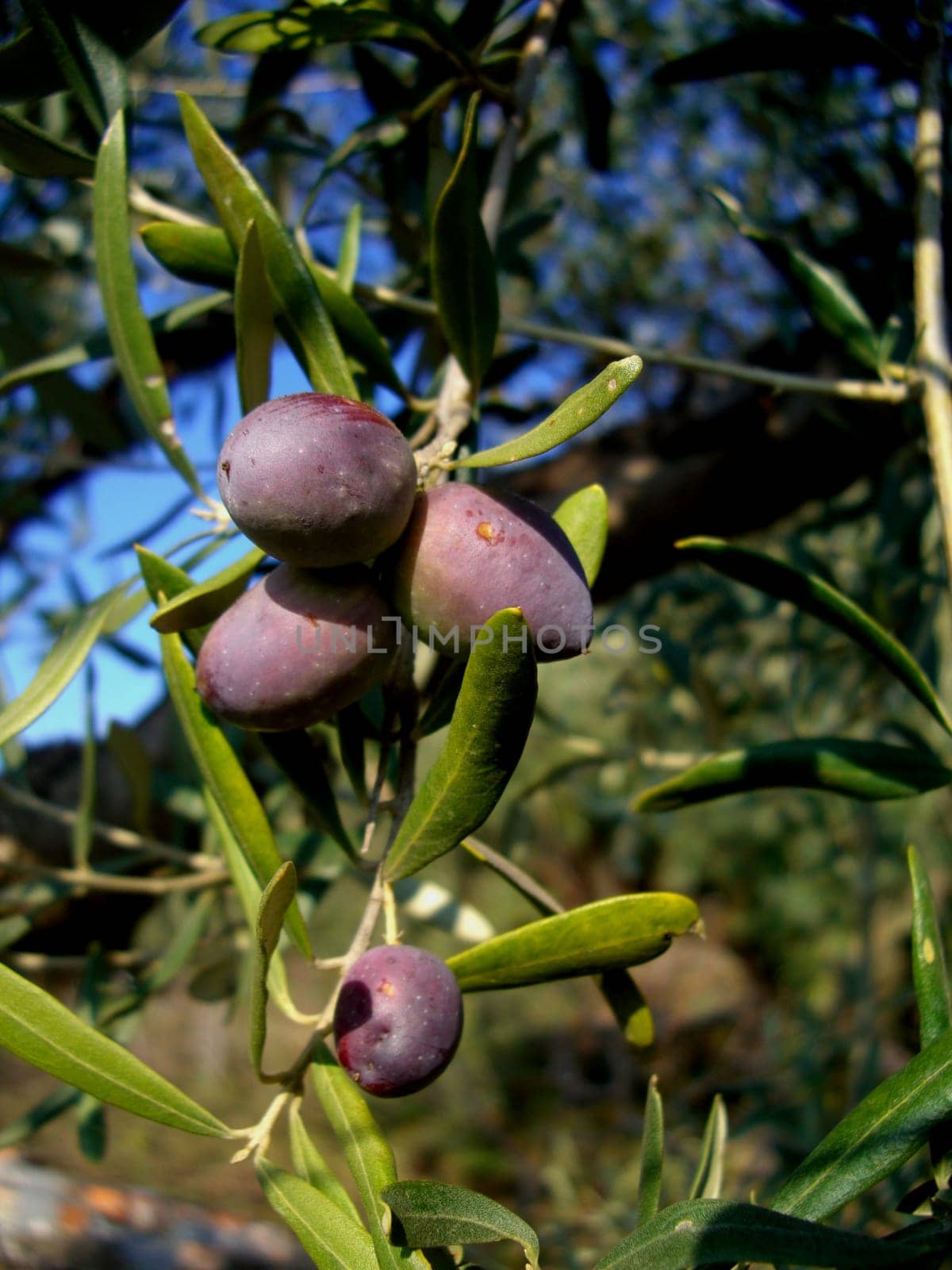 Olives in November