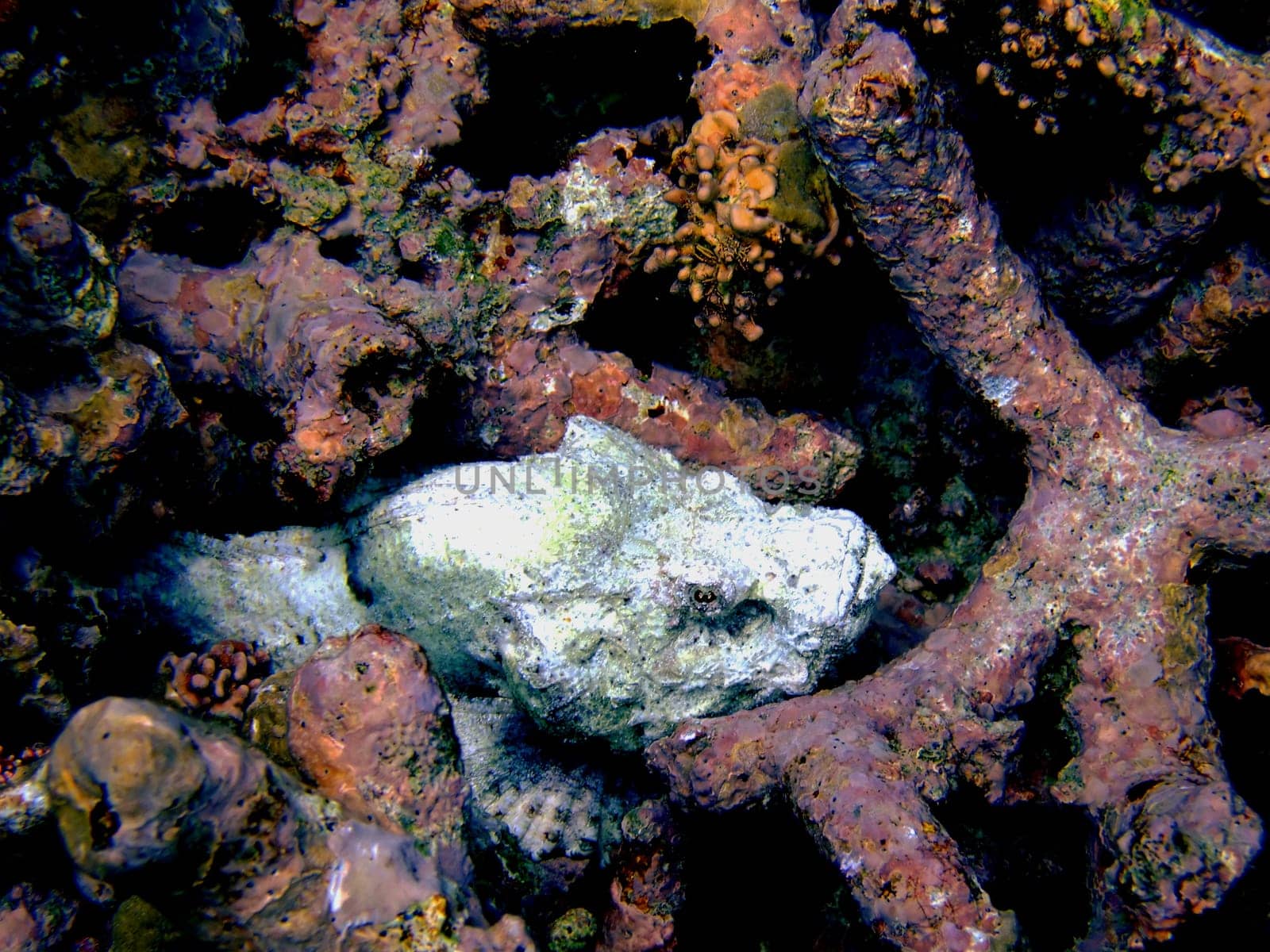 The stonefish has optimal camouflage against possible enemies and an enormous arsenal of weapons. He is literally armed to the teeth,his body stares in front of spikes (about 72 pieces,18 of which are poison syringes) The poisonous spines are the kr