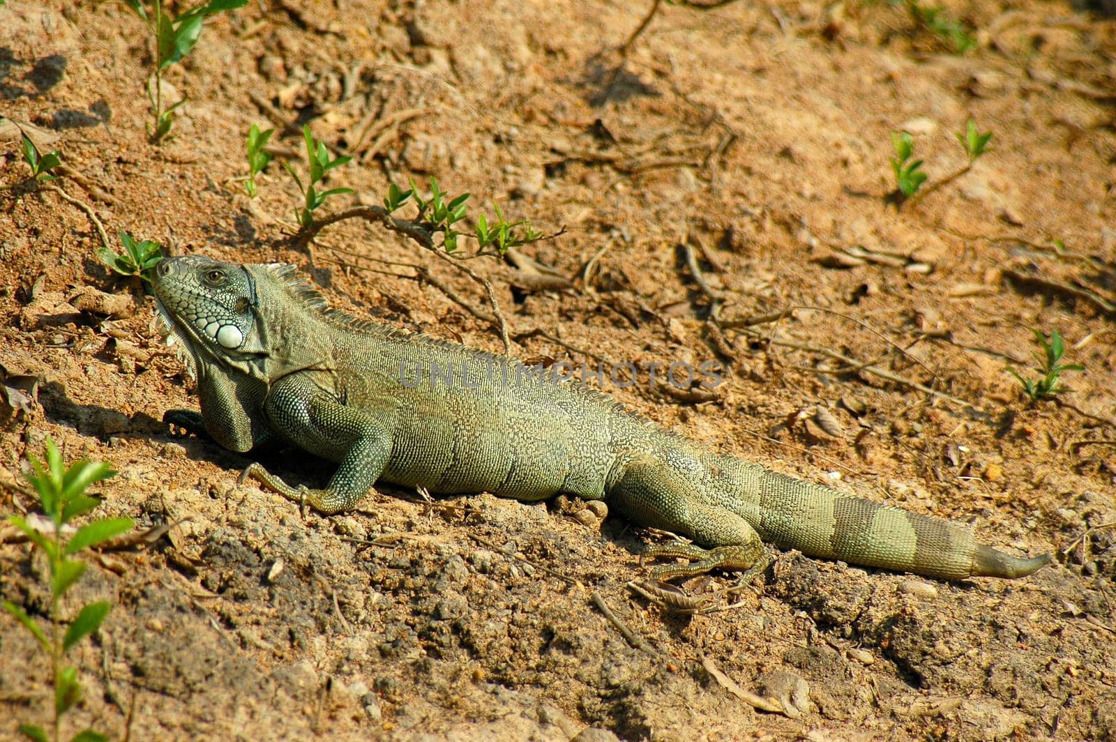 Iguana