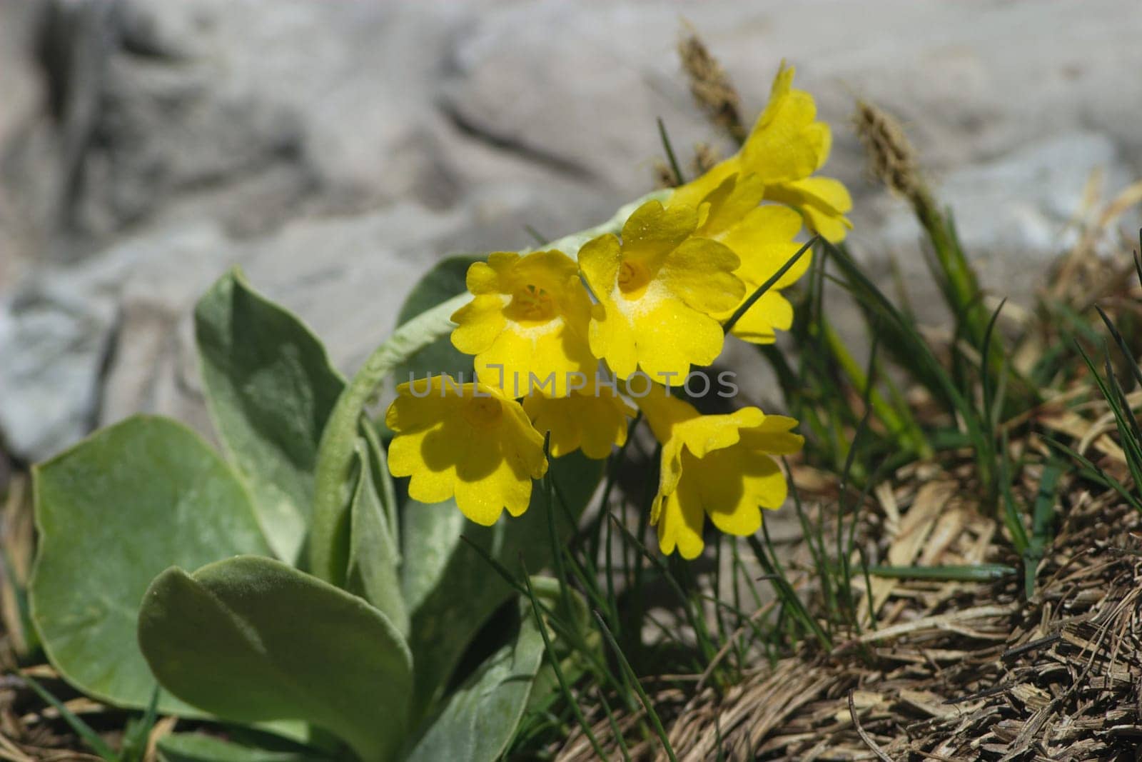 Alpine auricles