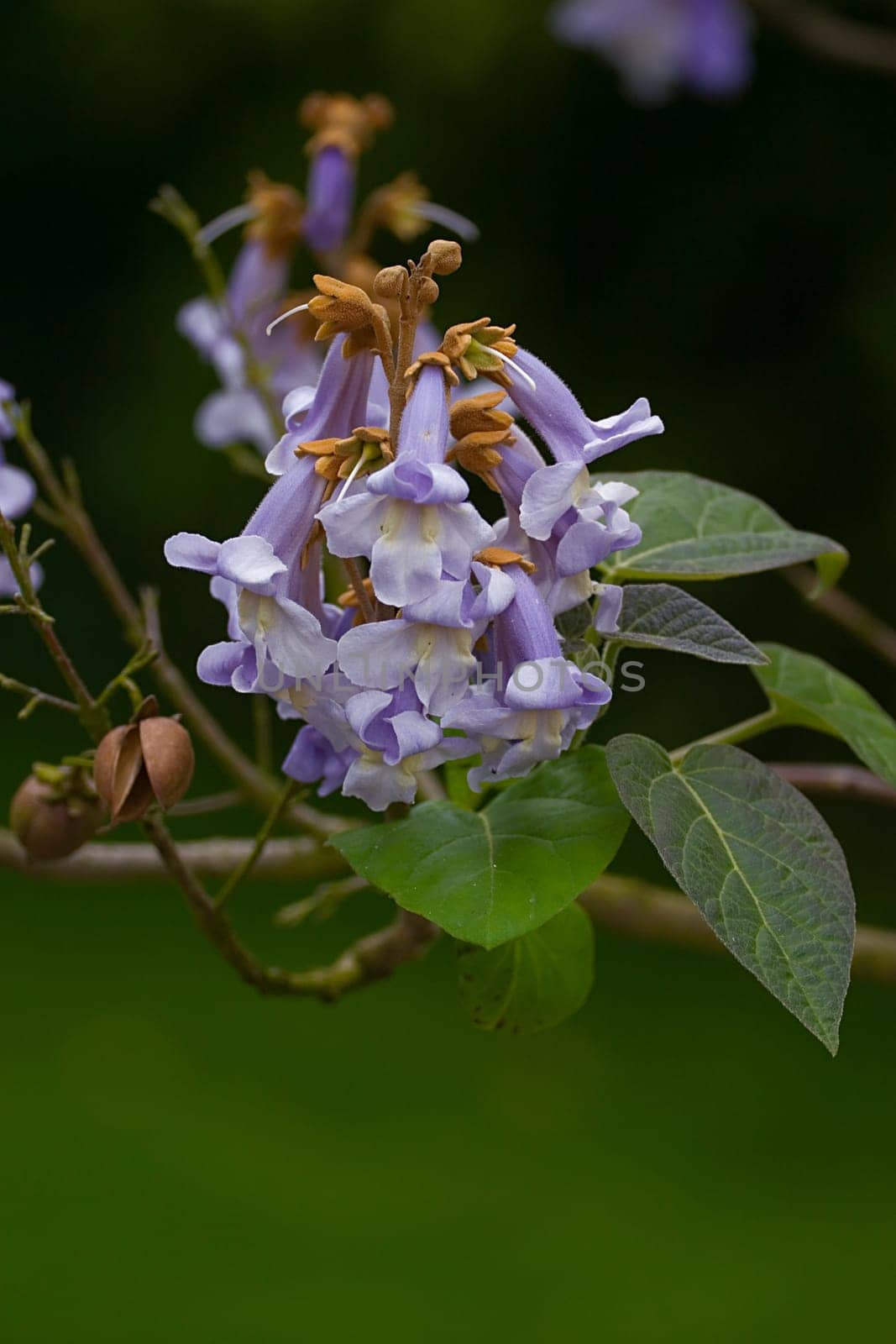 Bluebell tree - Paulownia Tomentosa