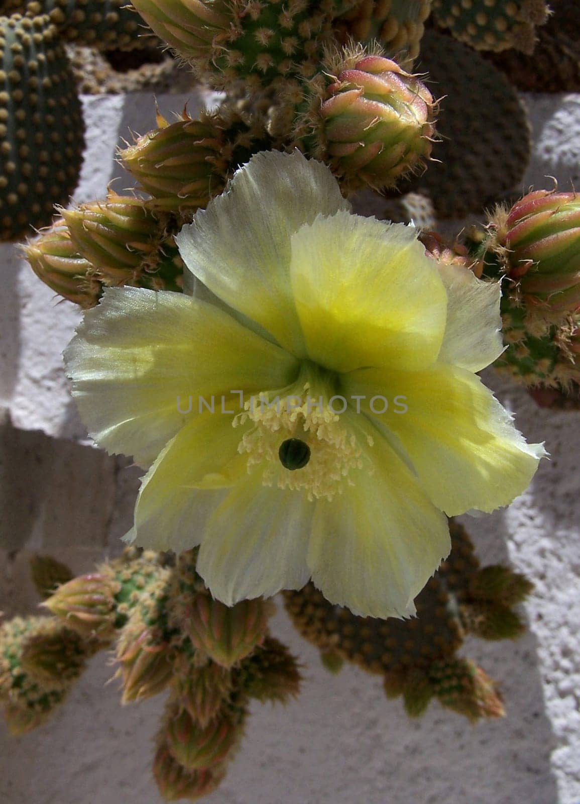 Obuntia Blossom