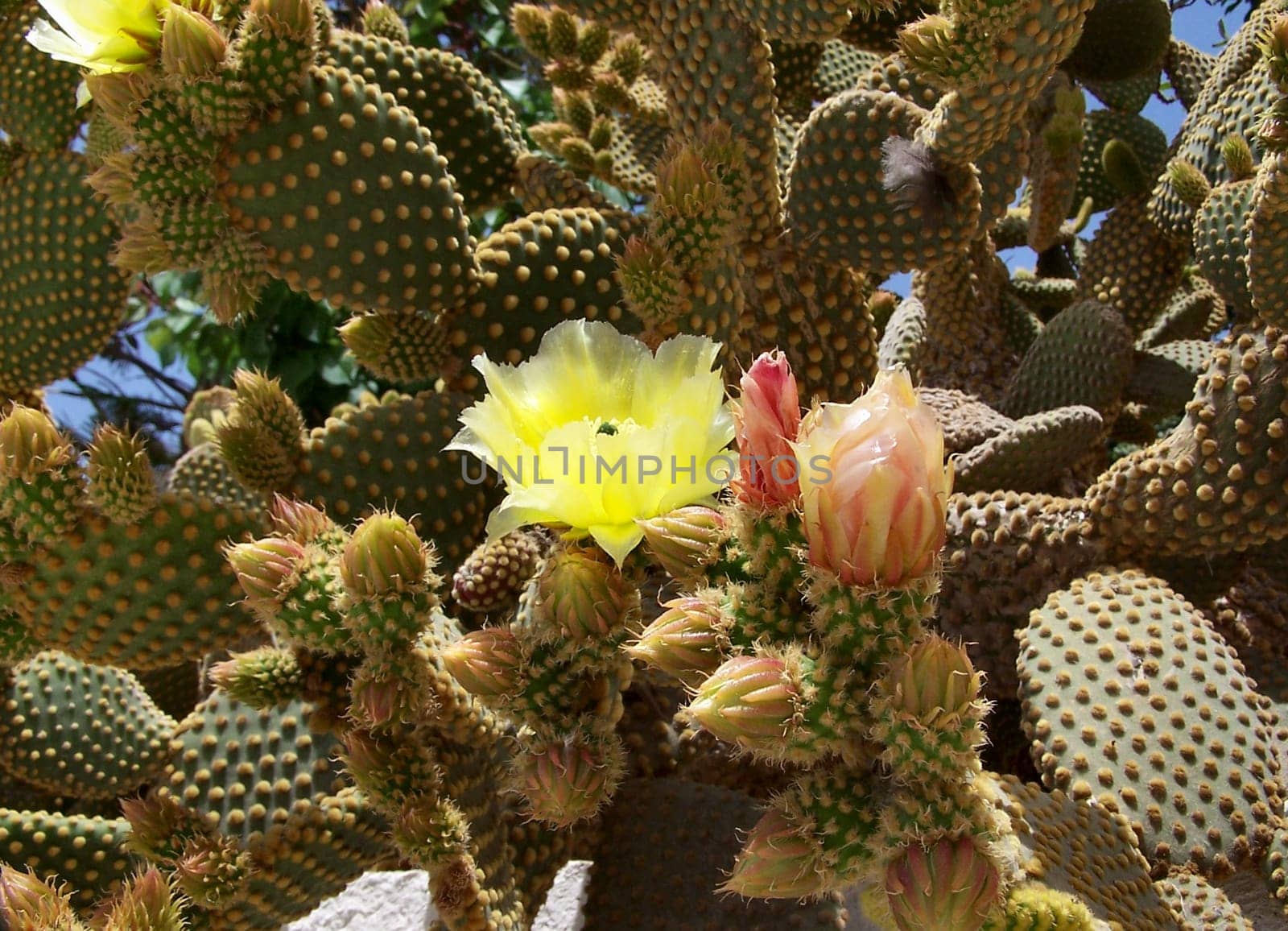 Prickly pear,opuntia