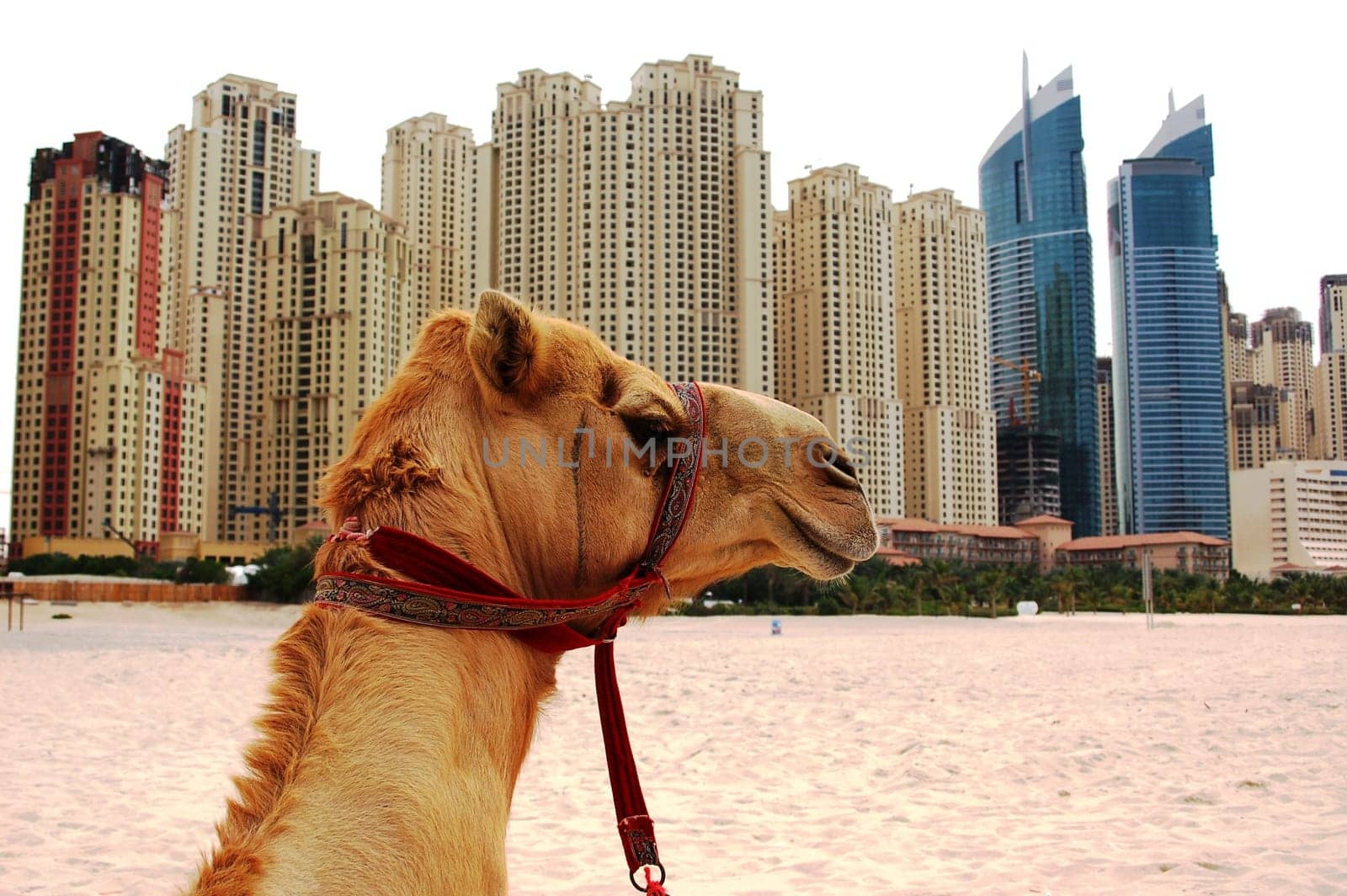 Where is the desert.........?