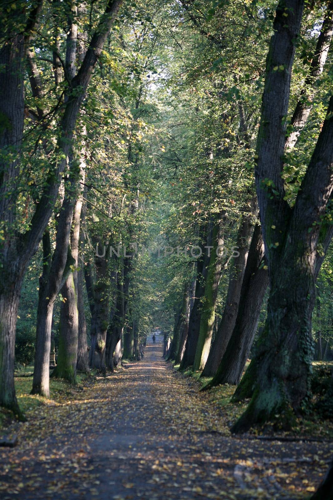 Row of trees in an old cemetery