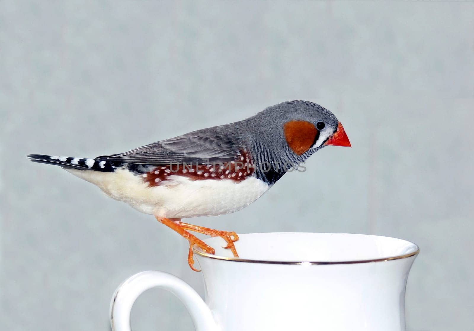 Zebra Finch 1