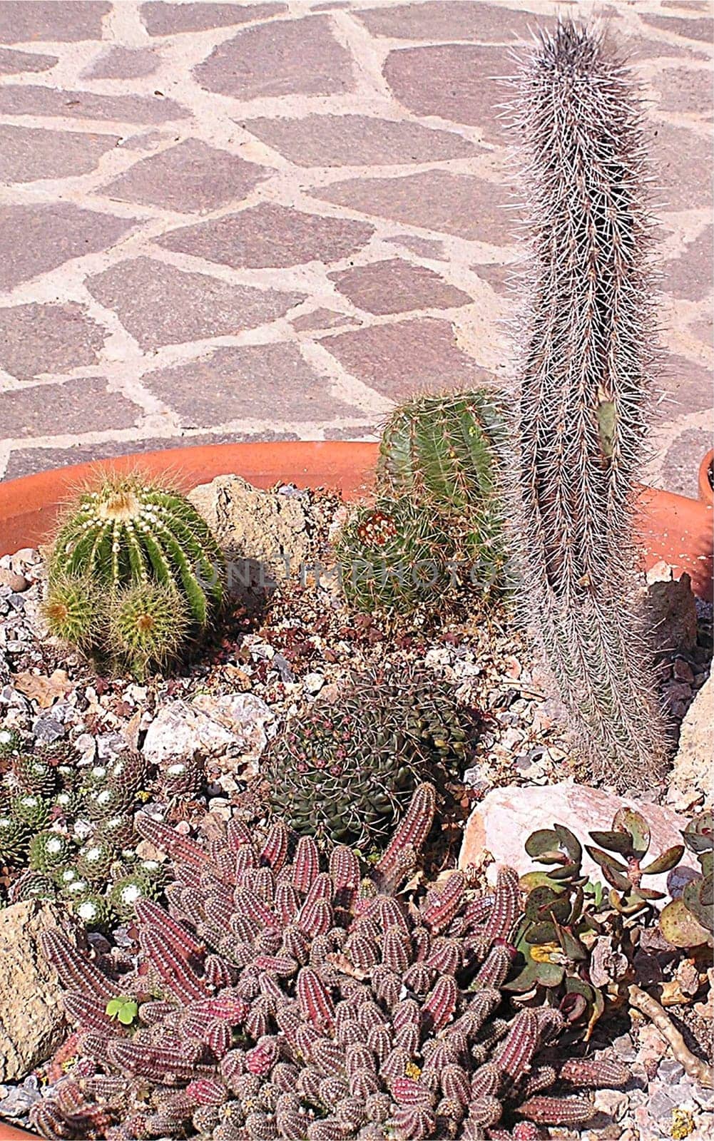 Succulent