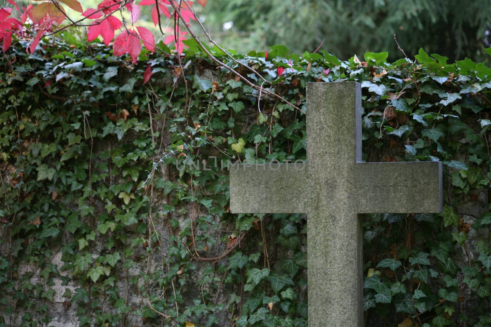 In an old cemetery