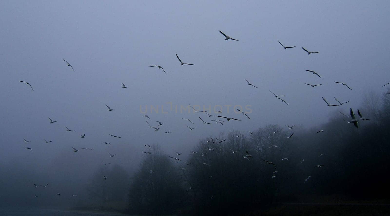 The Fog