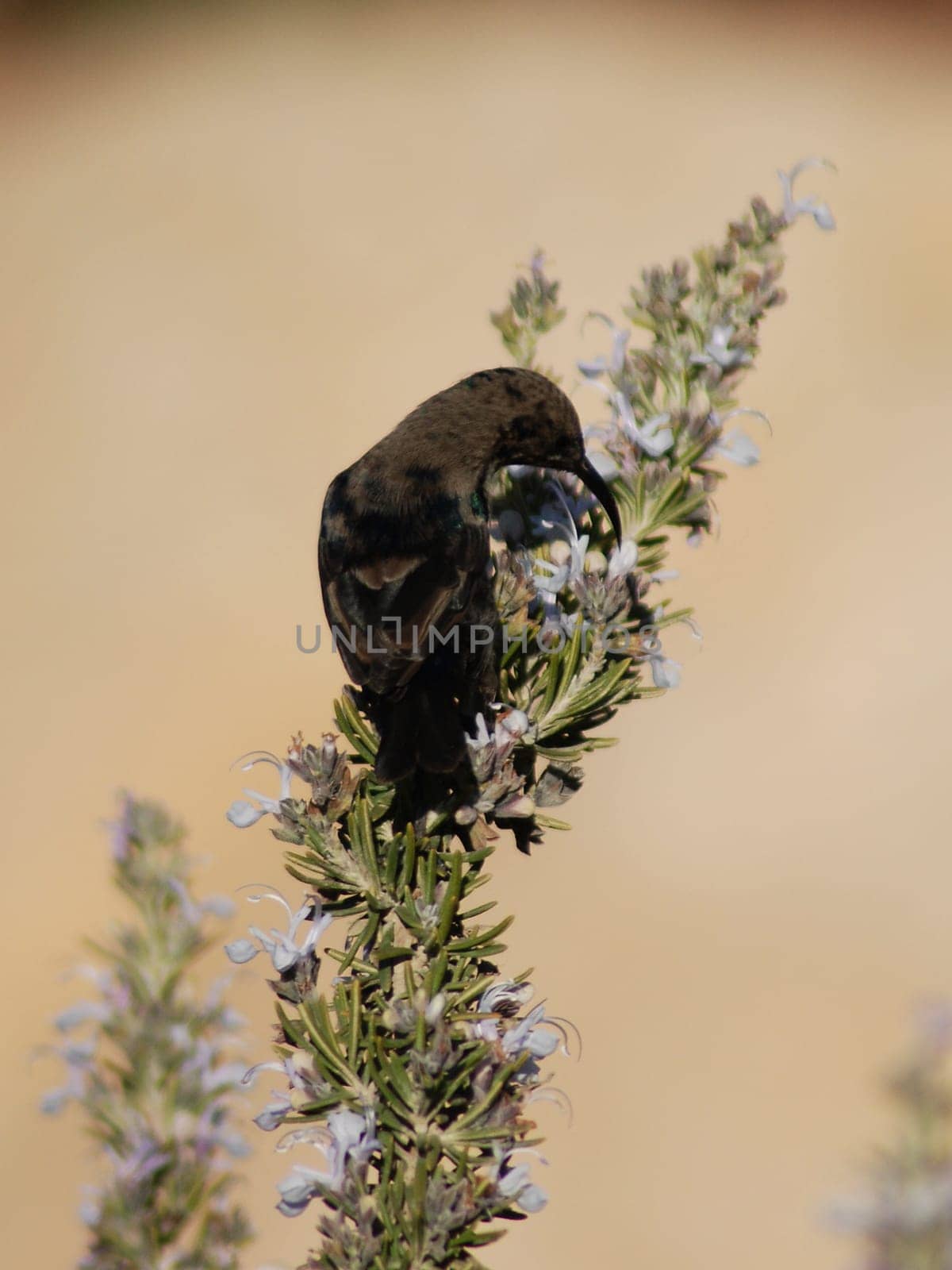 Palestinian sunbird