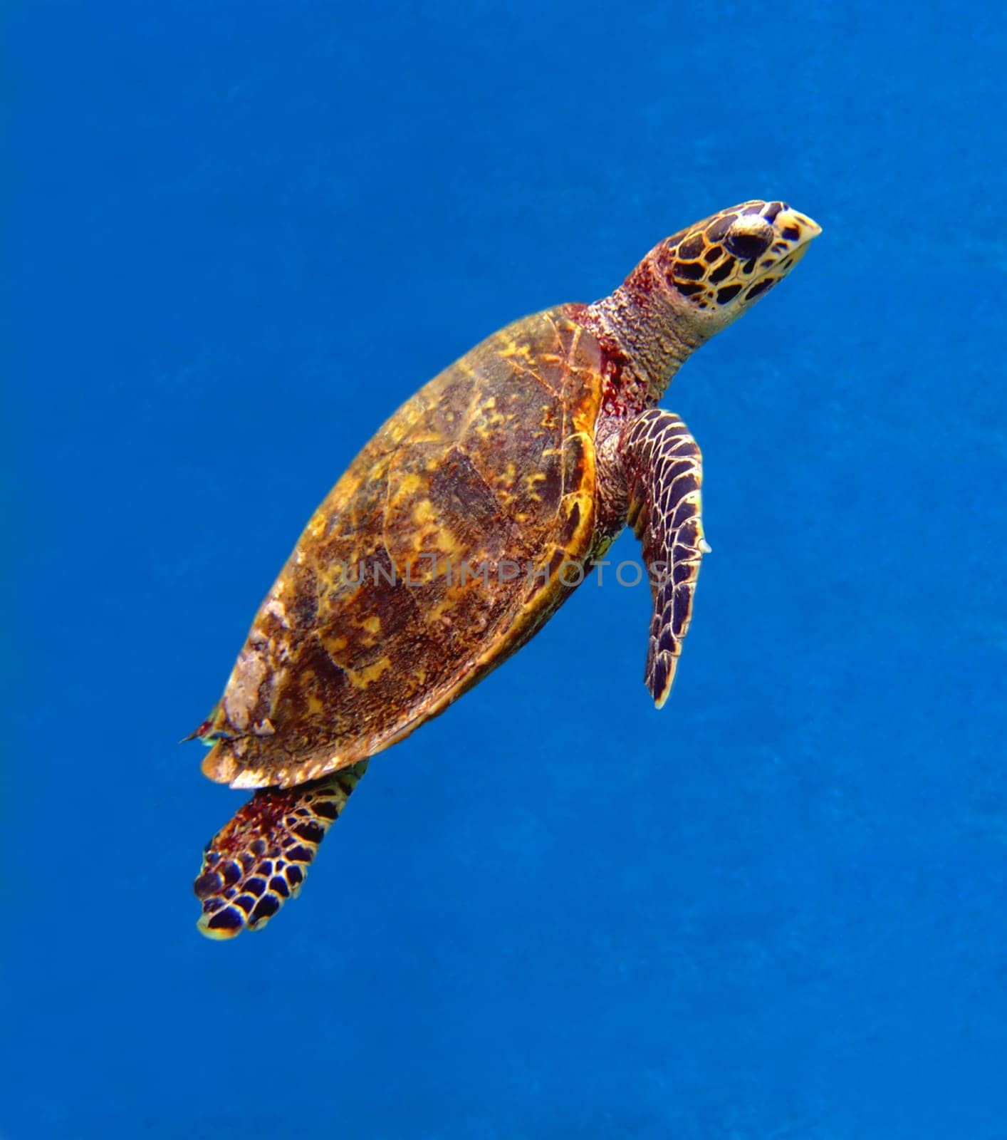 Unfortunately,this animal was injured by a ship's propeller or a shark attack and therefore bleeds heavily on the neck and hind fins
