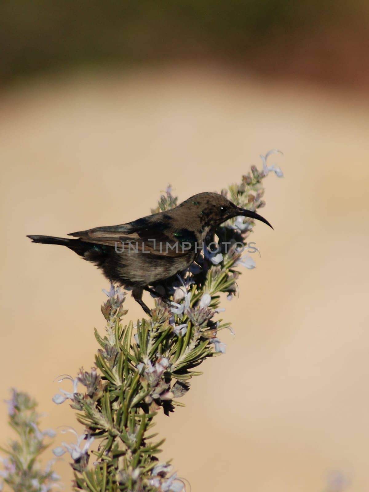 What is the name of this bird?