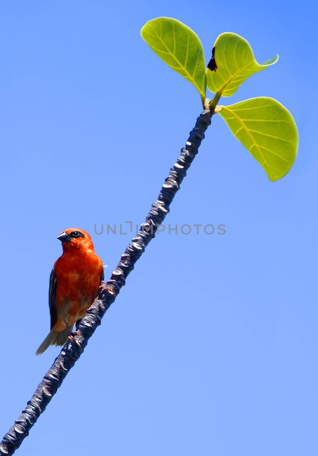 The red cardinal grows to a height of about 20 - 23 cm. It has a strong,cone-shaped beak and an upright feather hood. The two sexes differ in the coloration of the plumage. The male has a predominantly scarlet feather