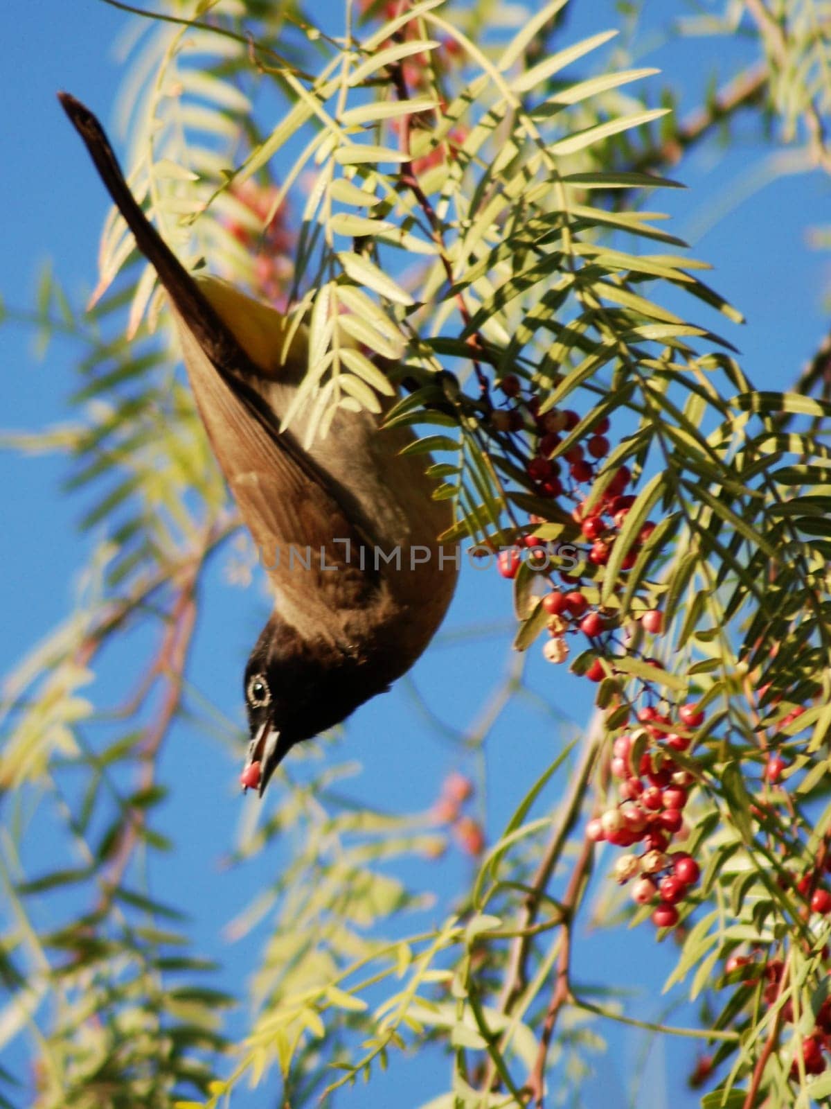 Yellow-tailed buel l in the pepper tree