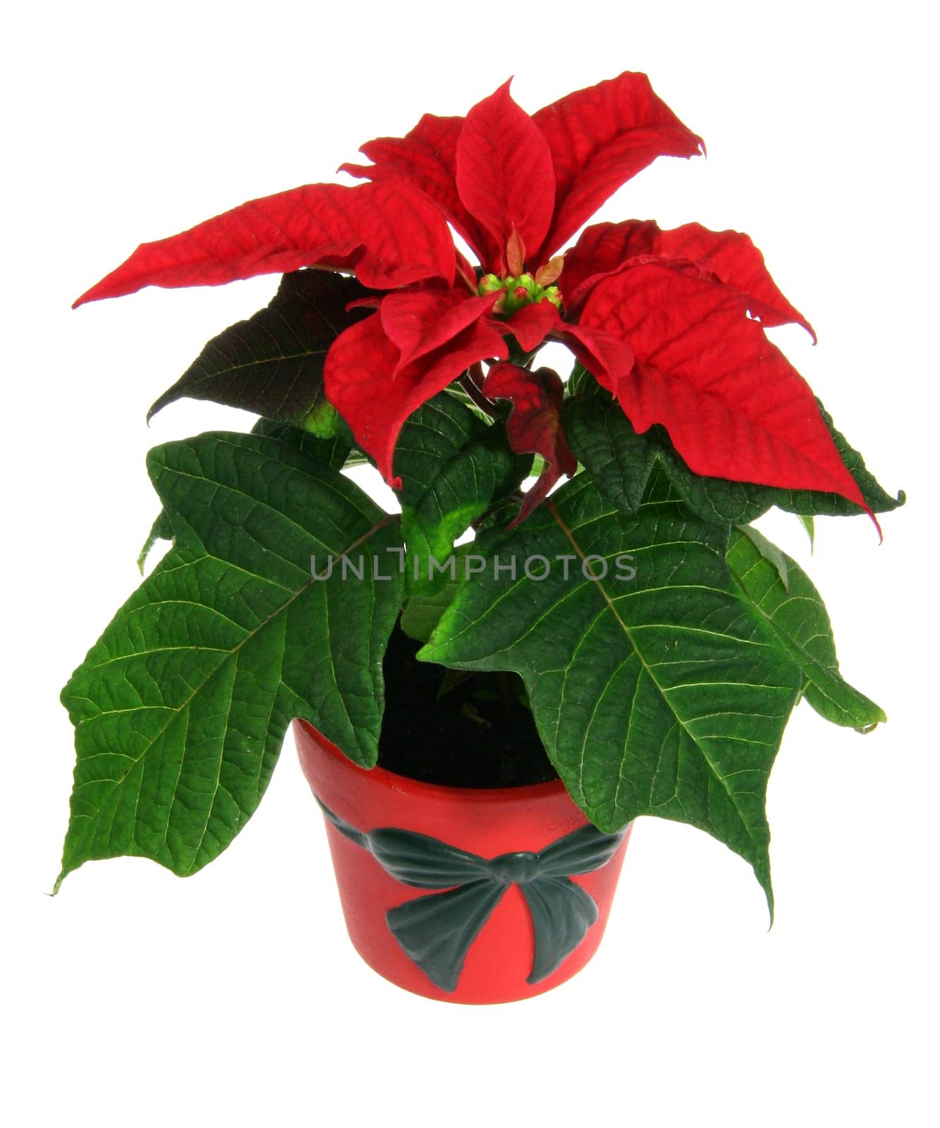 Weihnachtsstern