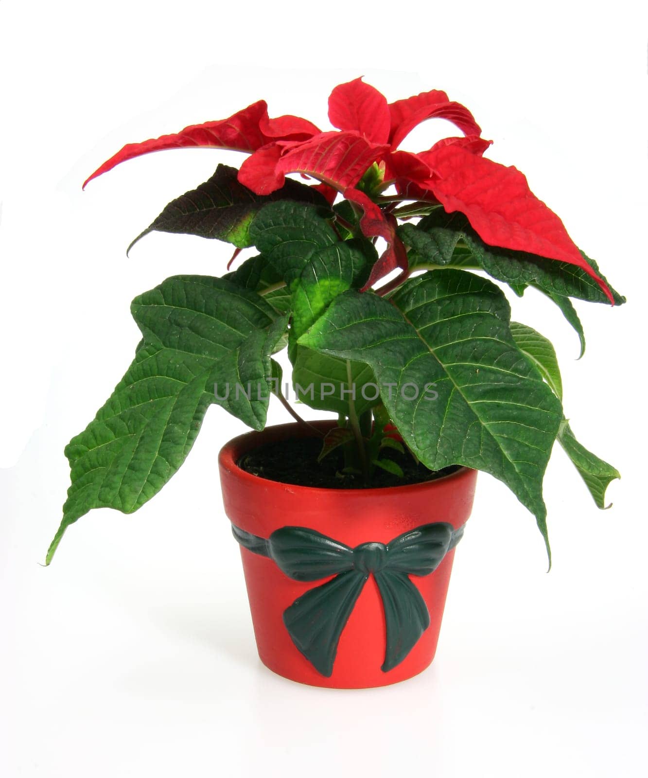 Weihnachtsstern