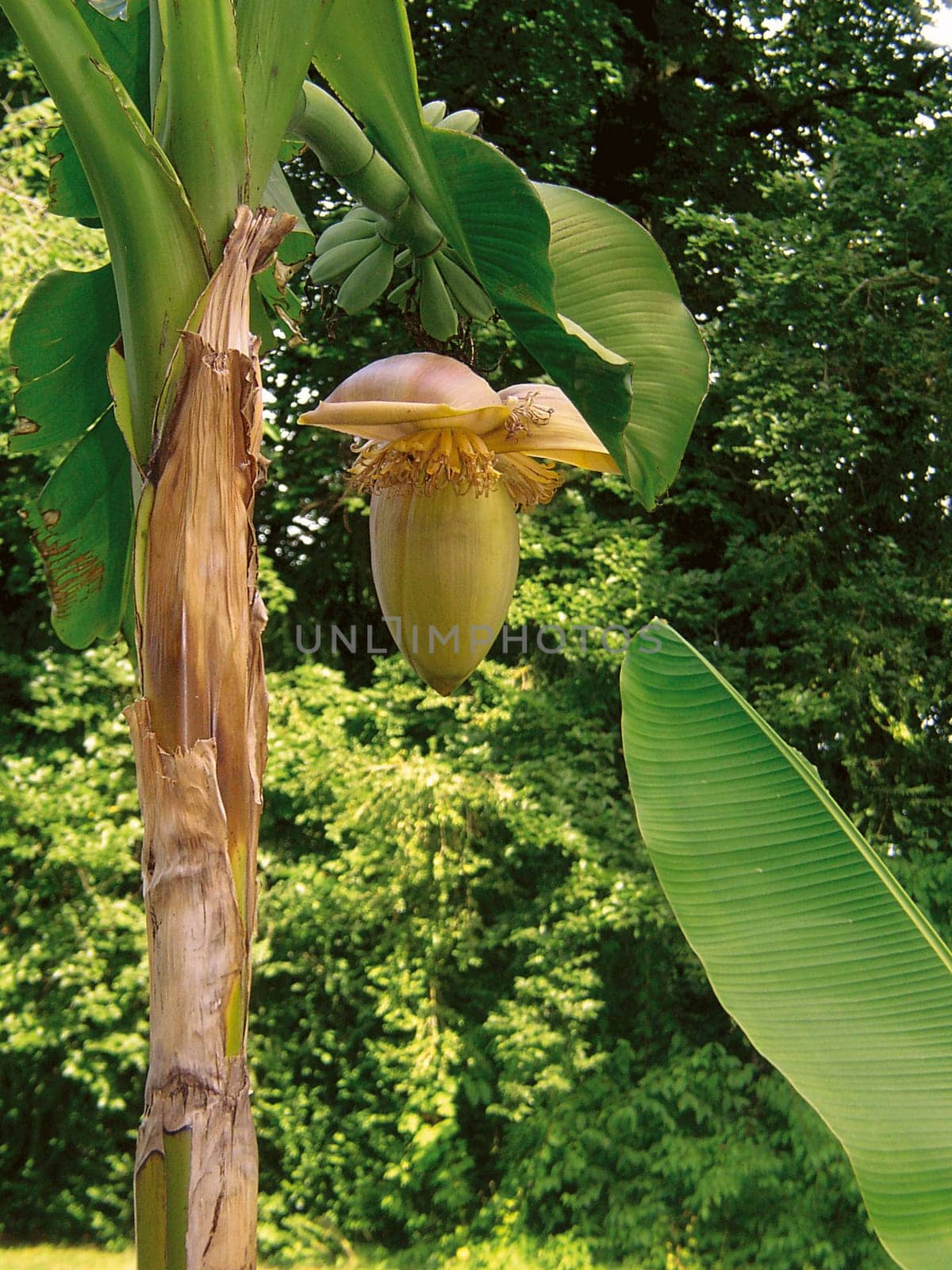 Banana
