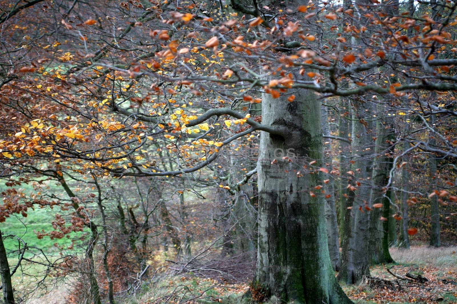 November
