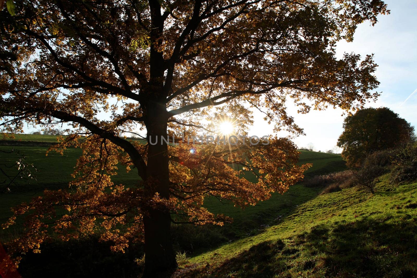 Pedunculate oak in backlight