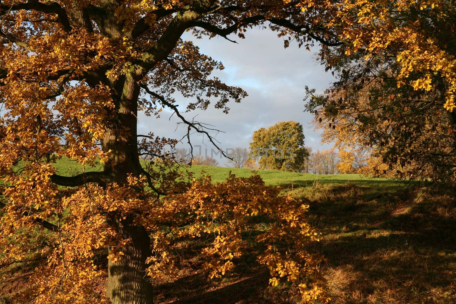 Autumn trees