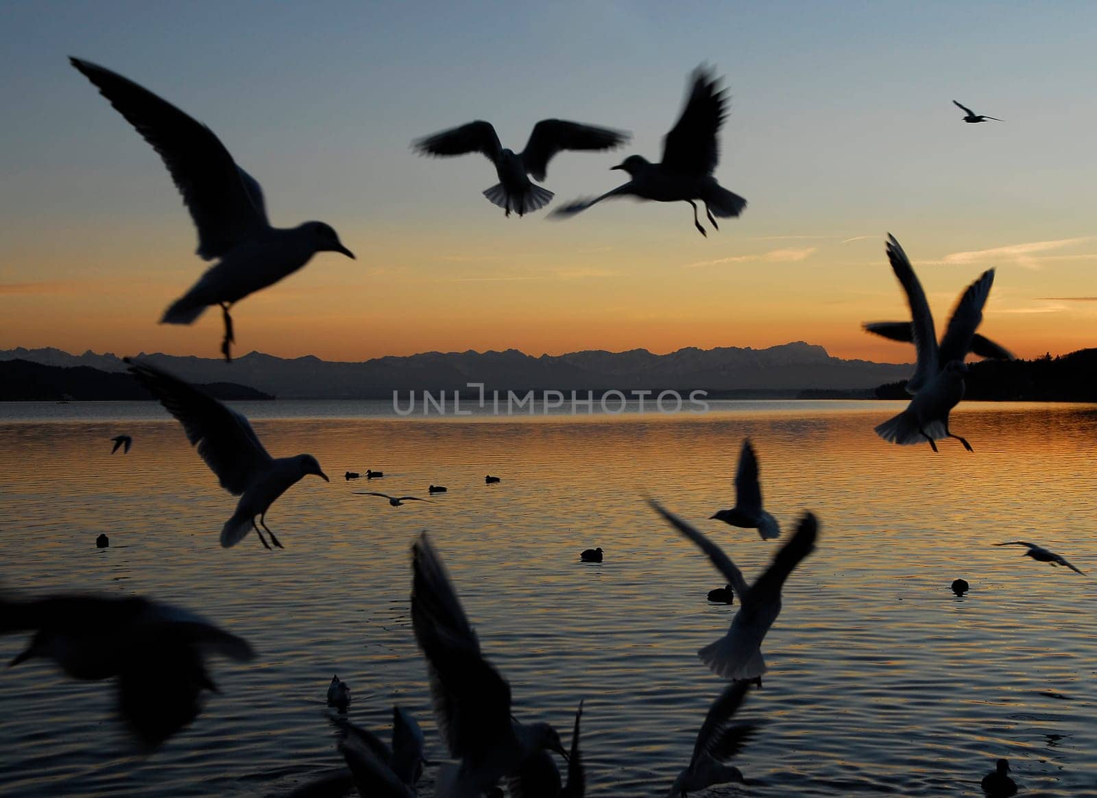 Seagull feeding