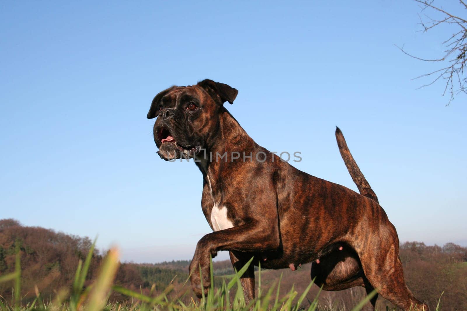 Boxer tense in winter sun