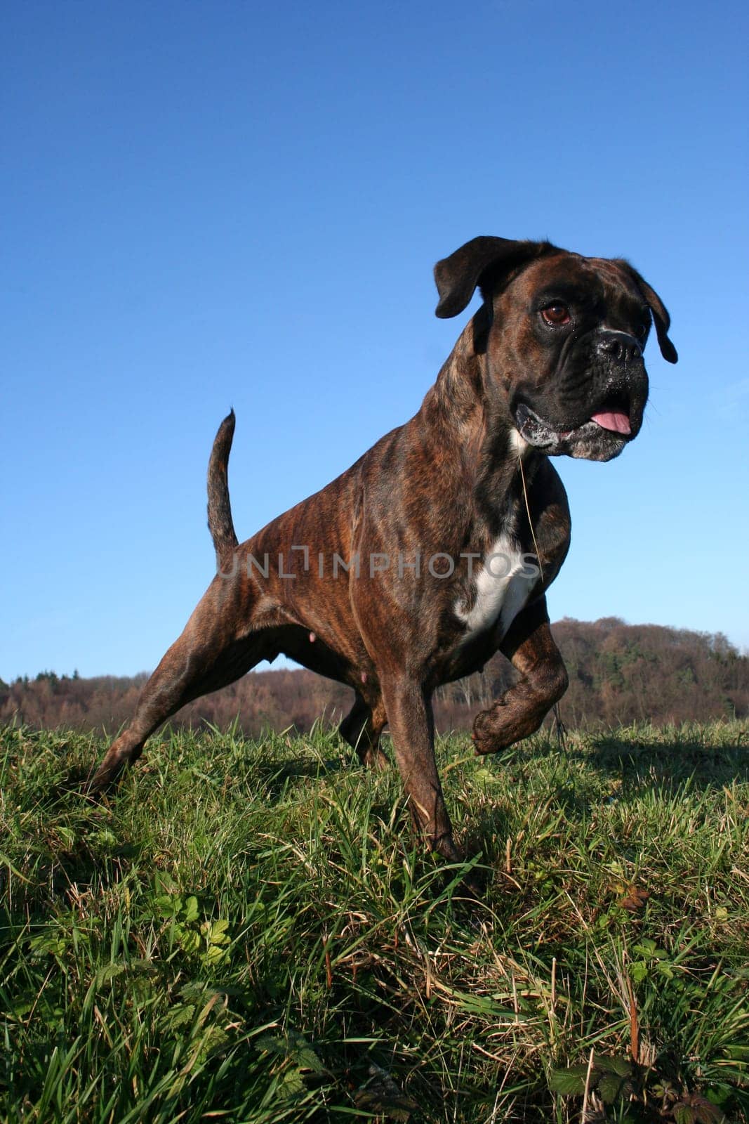 Boxer tense in winter sun