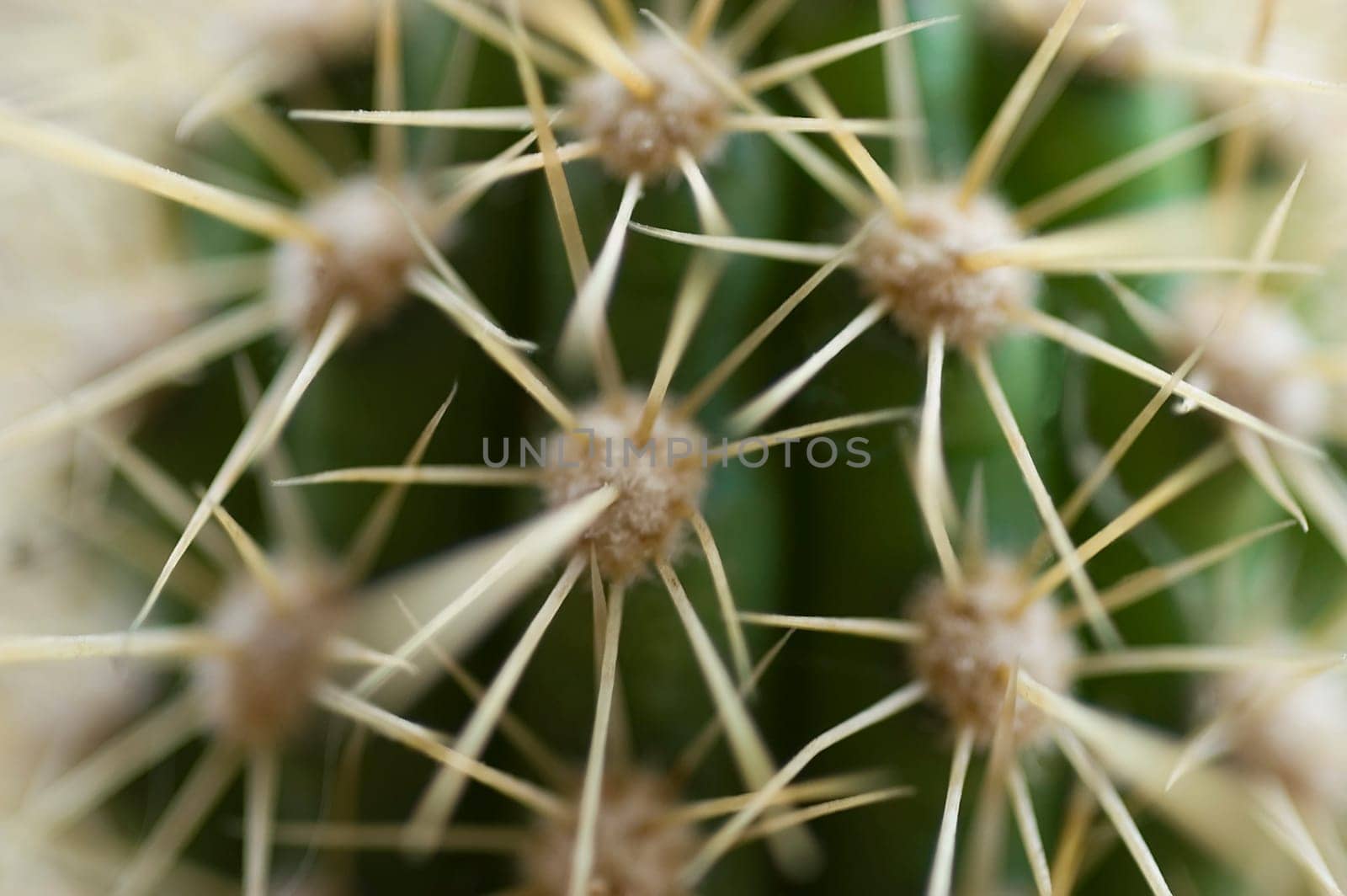 Cactus