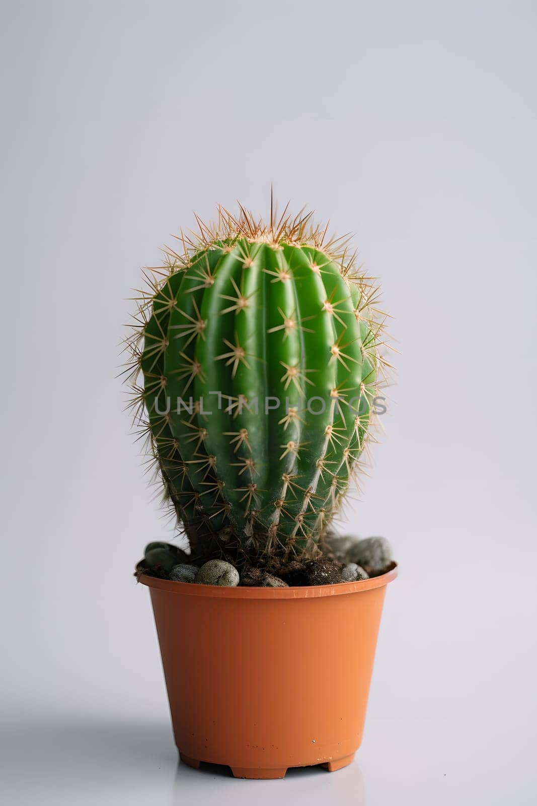 one round indoor plant cactus in pot on white background. Neural network generated in May 2023. Not based on any actual object, scene or pattern.